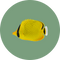 Vissen