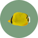 Vissen