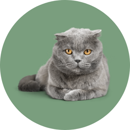 Collection image for: Katten