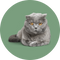 Katten