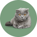 Katten