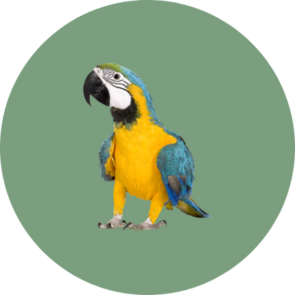 Collection image for: Vogels