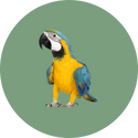 Vogels