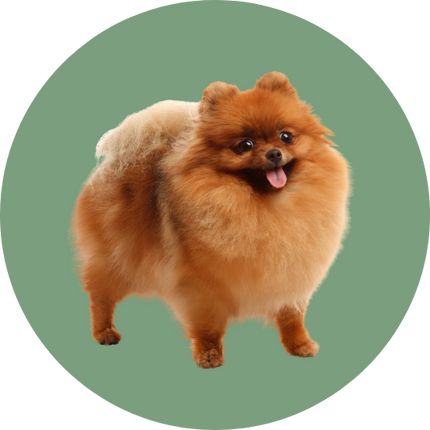 Collection image for: Honden