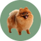 Honden