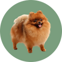 Honden